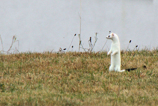 Hermelin / Mauswiesel