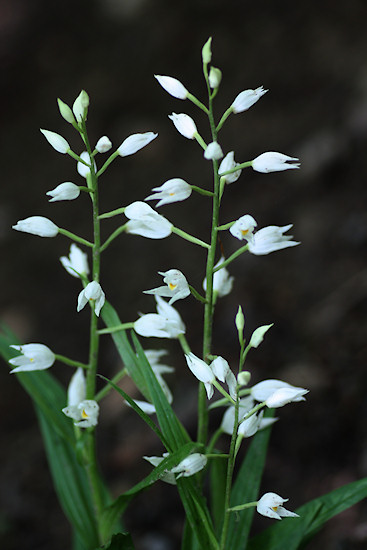 Langblättriges Waldvöglein / Schwertblättriges Waldvöglein (Cephalanthera longifolia)