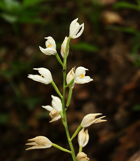 Langblättriges Waldvöglein / Schwertblättriges Waldvöglein (Cephalanthera longifolia)