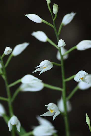 Langblättriges Waldvöglein / Schwertblättriges Waldvöglein (Cephalanthera longifolia)
