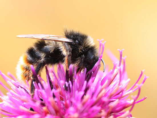 Wildbiene auf Wiesen-Flockenblume
