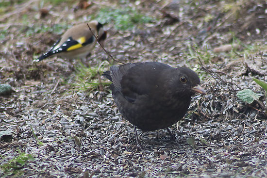 Amsel