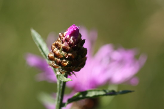 Wiesen-Flockenblume