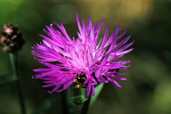 Wiesen-Flockenblume