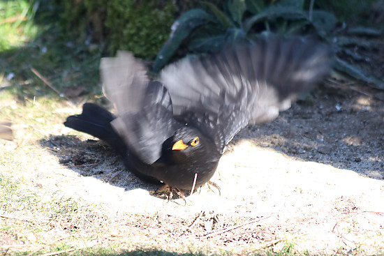 Amsel