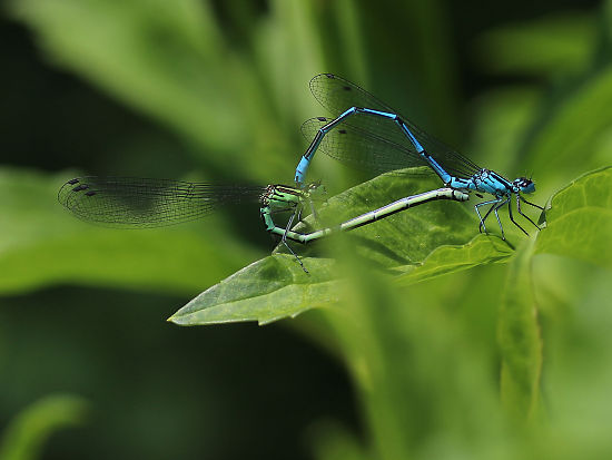 Blaue Federlibellen bei der Paarung