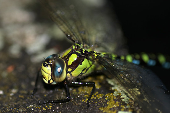 Blaugr ne Mosaikjungfer