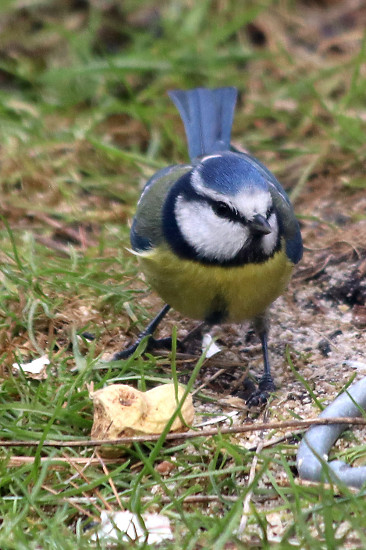 Blaumeise