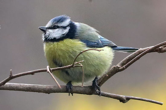 Blaumeise
