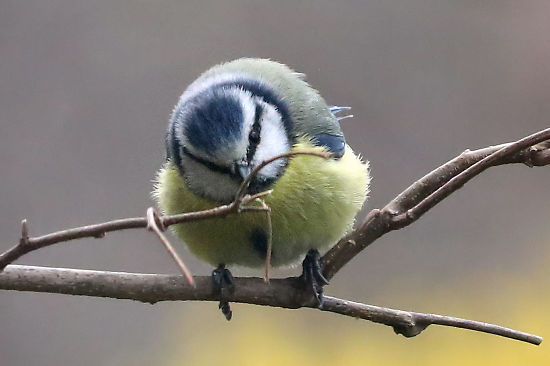Blaumeise