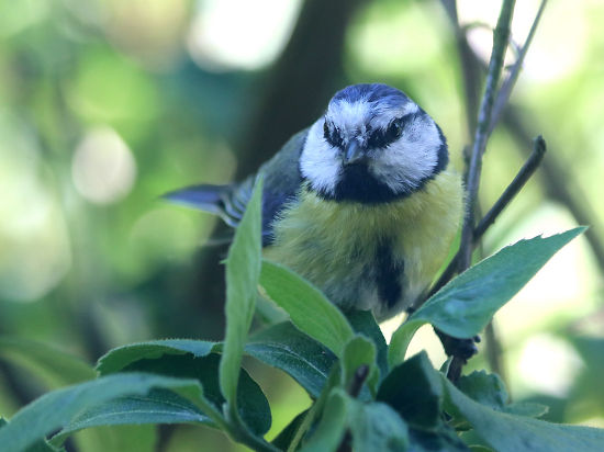 Blaumeise