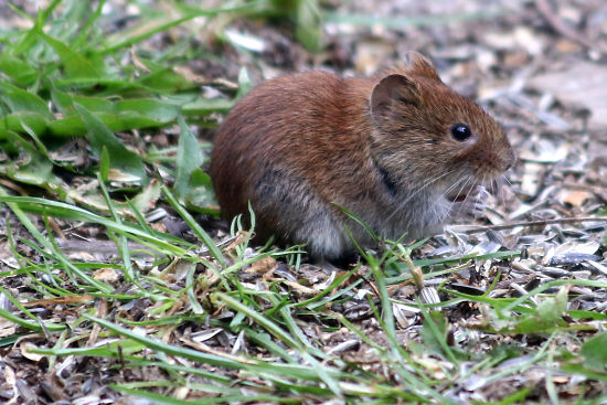 Feldmaus / Kleinwühlmaus