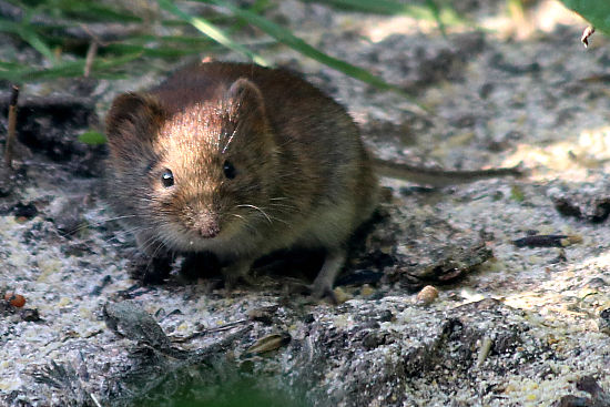 Feldmaus