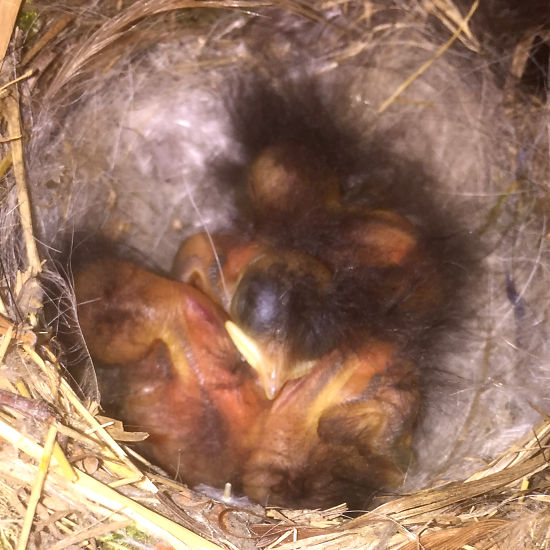 Gartenrotschwanzküken im Nest