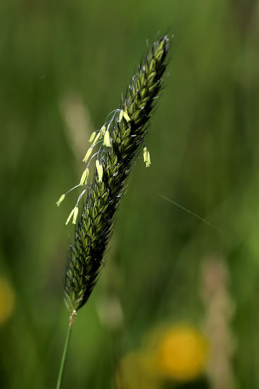 Gras