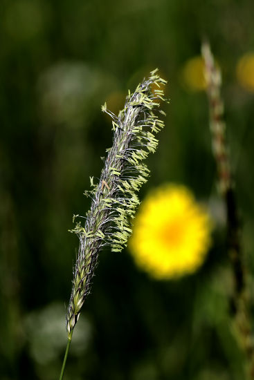 Gras