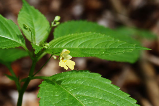 Kleinblütiges Springkraut