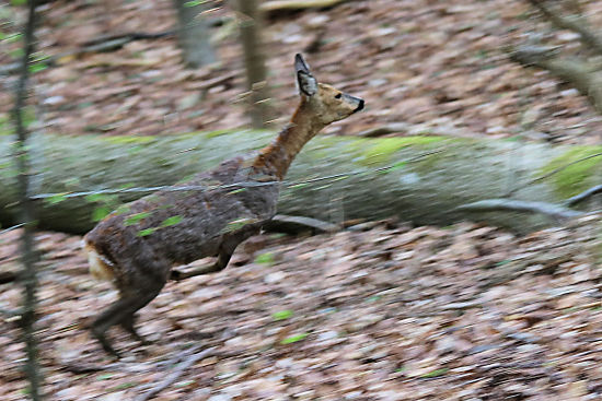 flüchtendes Reh