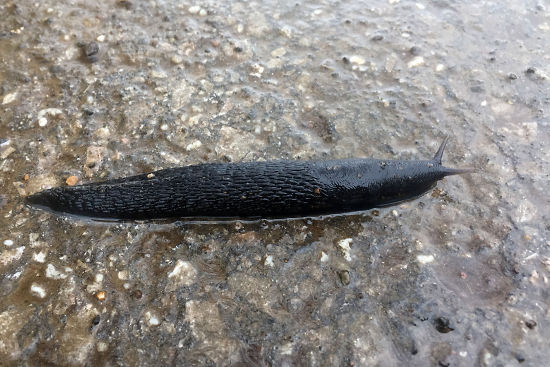 Schwarzer Schnegel