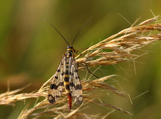 Skorpionsfliege