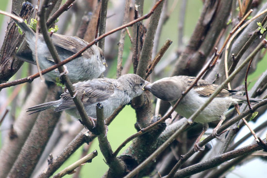 Sperlingsnachwuchs