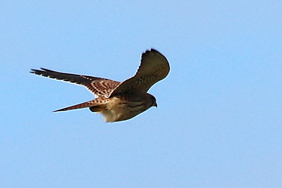Turmfalke