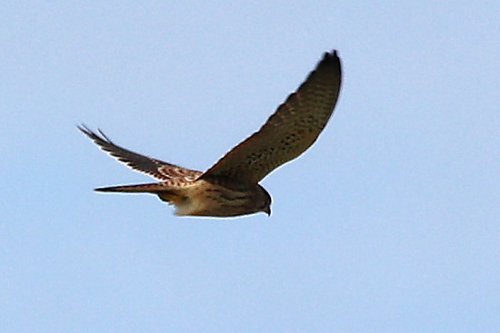 Turmfalke