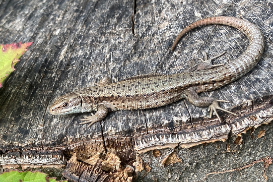 Waldeidechse im Sierscheider Forst