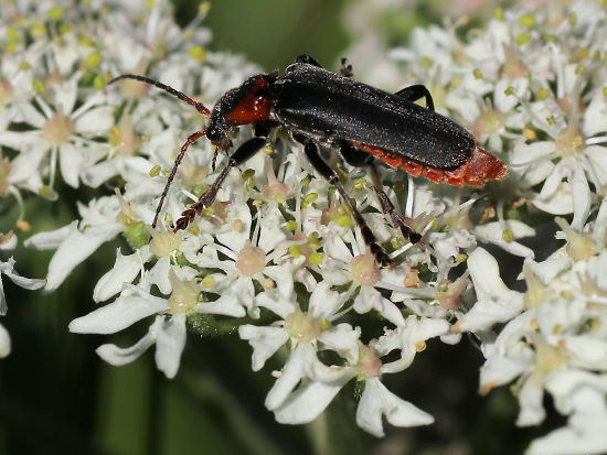 Gewöhnlicher Weichkäfer auf Wiesenkerbel