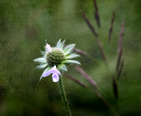 Acker-Witwenblume