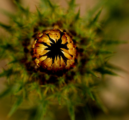 Distel