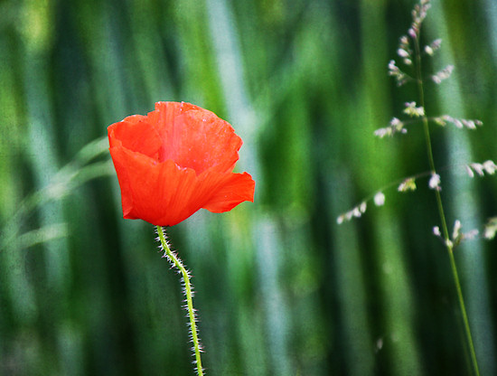 Klatschmohn