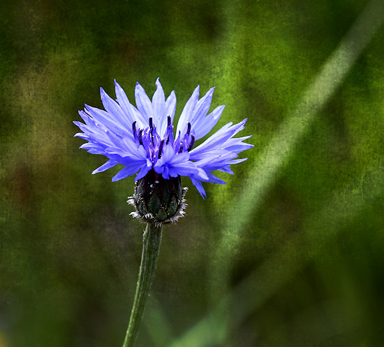 Kornblume