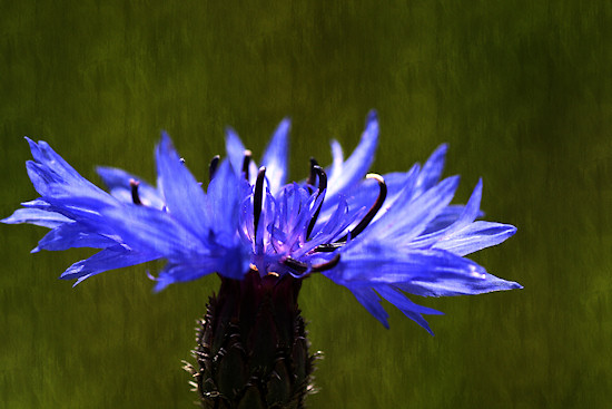 Kornblume