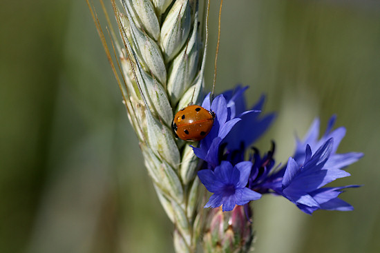Kornblume mit Marienkäfer
