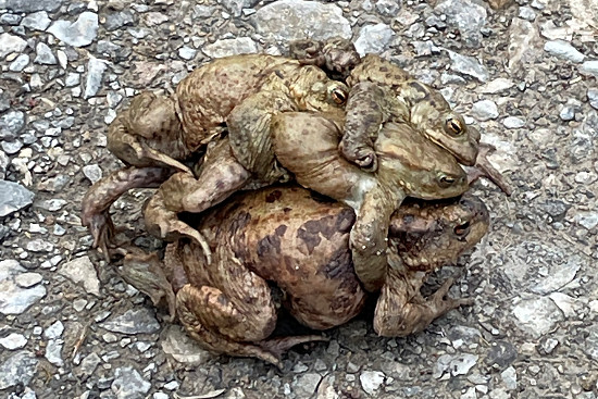 Erdkröten bei der Paarung