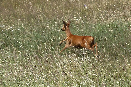 Reh auf der Flucht