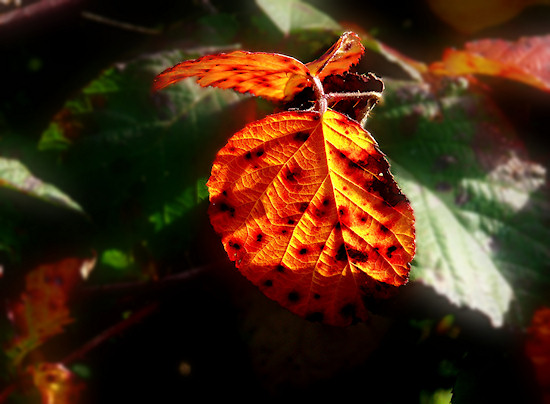 Leuchtendes Brombeerblatt