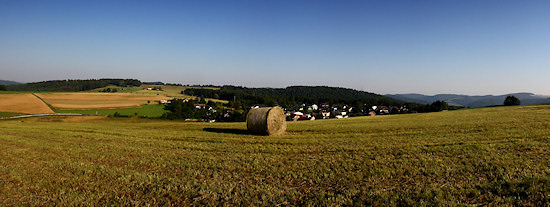 Acker-Witwenblume